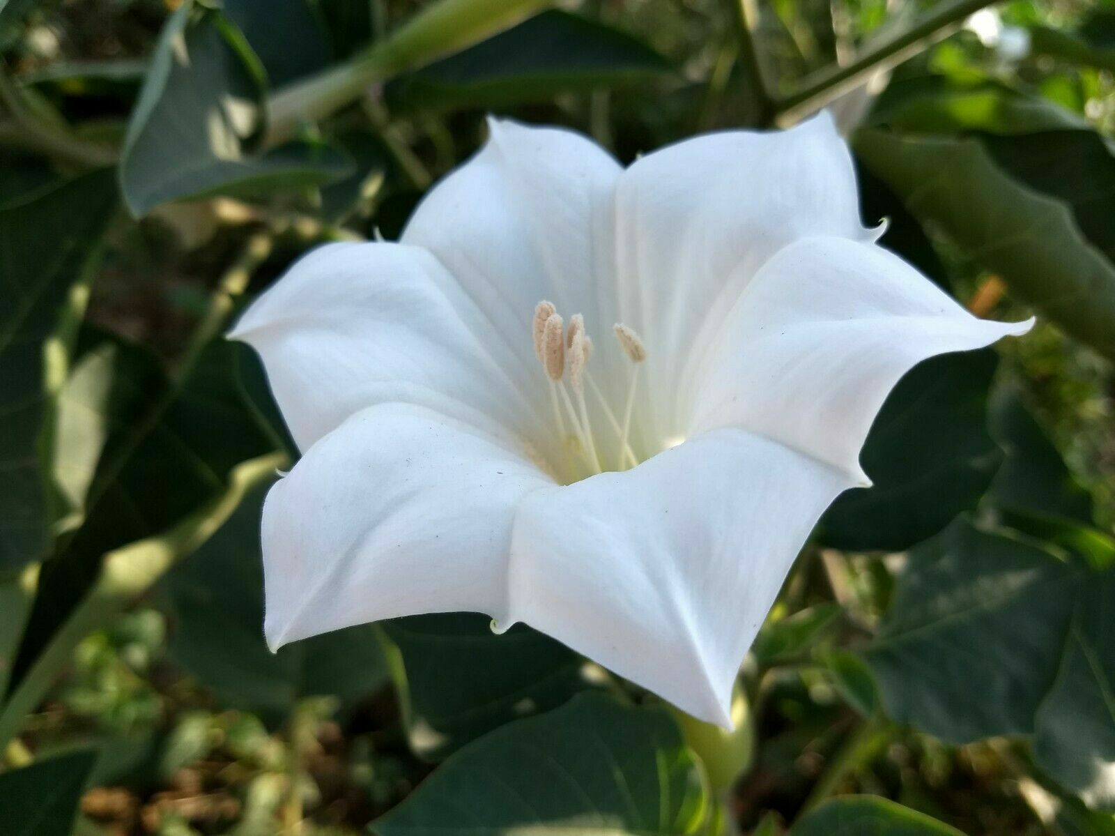 Datura Inoxia Angels White Trumpet Flower 45 Seeds Brooklyn Botanical GardenClub