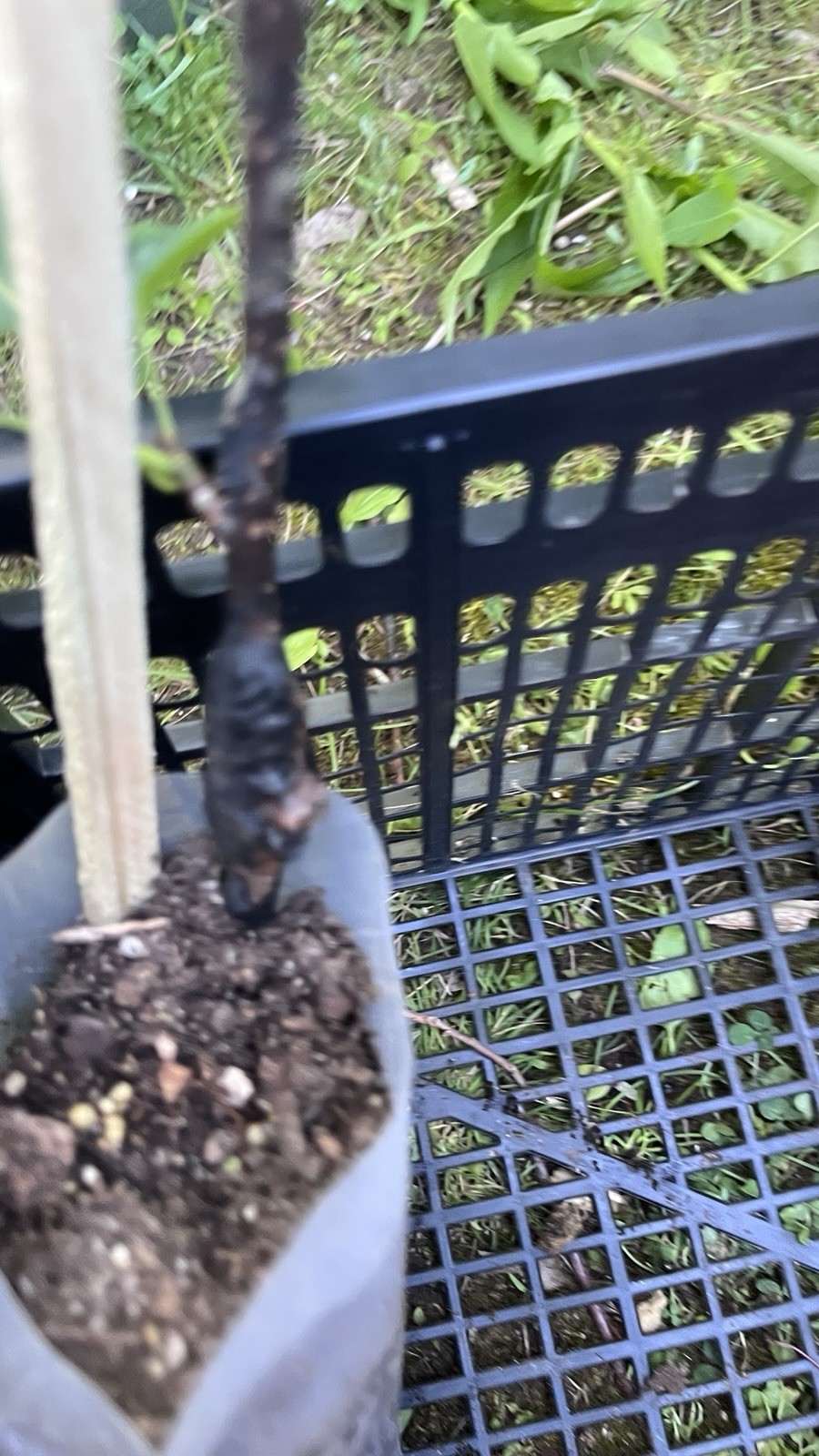 Saijo Asian Persimmon, grafted, 12-18 inches tall live tree plant