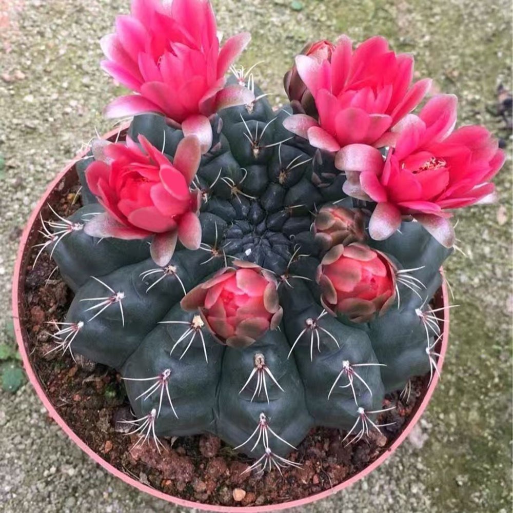 Gymnocalycium baldianum Dwarf Chin Cactus Live Succulent Plant Blooming Cactus