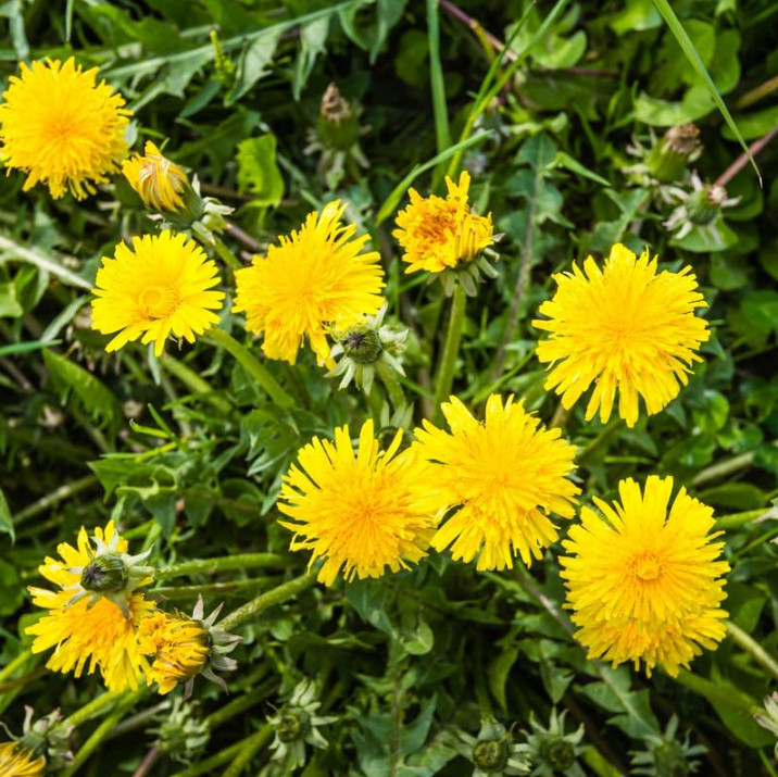 3 Live Dandelion Herb Plant – Taraxacum officinale–Edible Herbal Plant in 4″ Pot