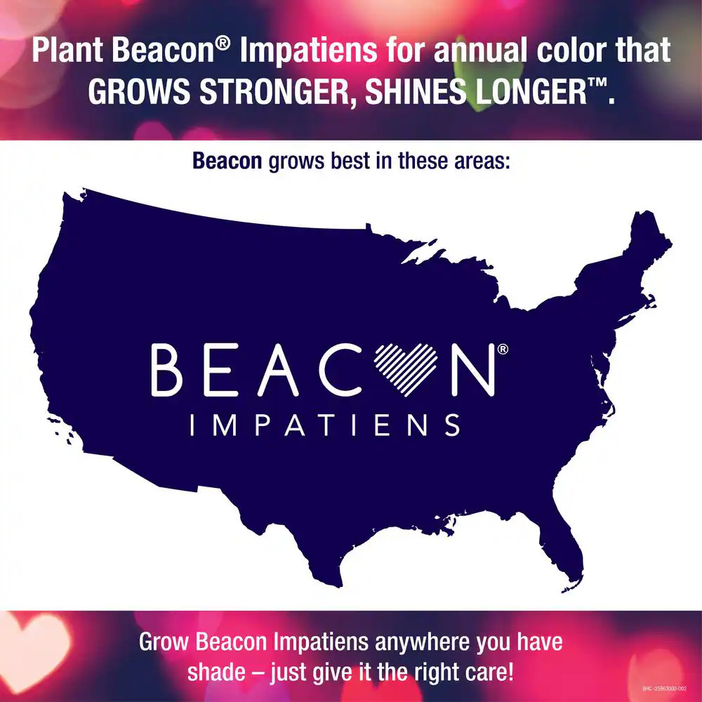 1.38 Pt. Beacon Lipstick Impatiens Outdoor Annual Plant with Hot Red-Pink Flower
