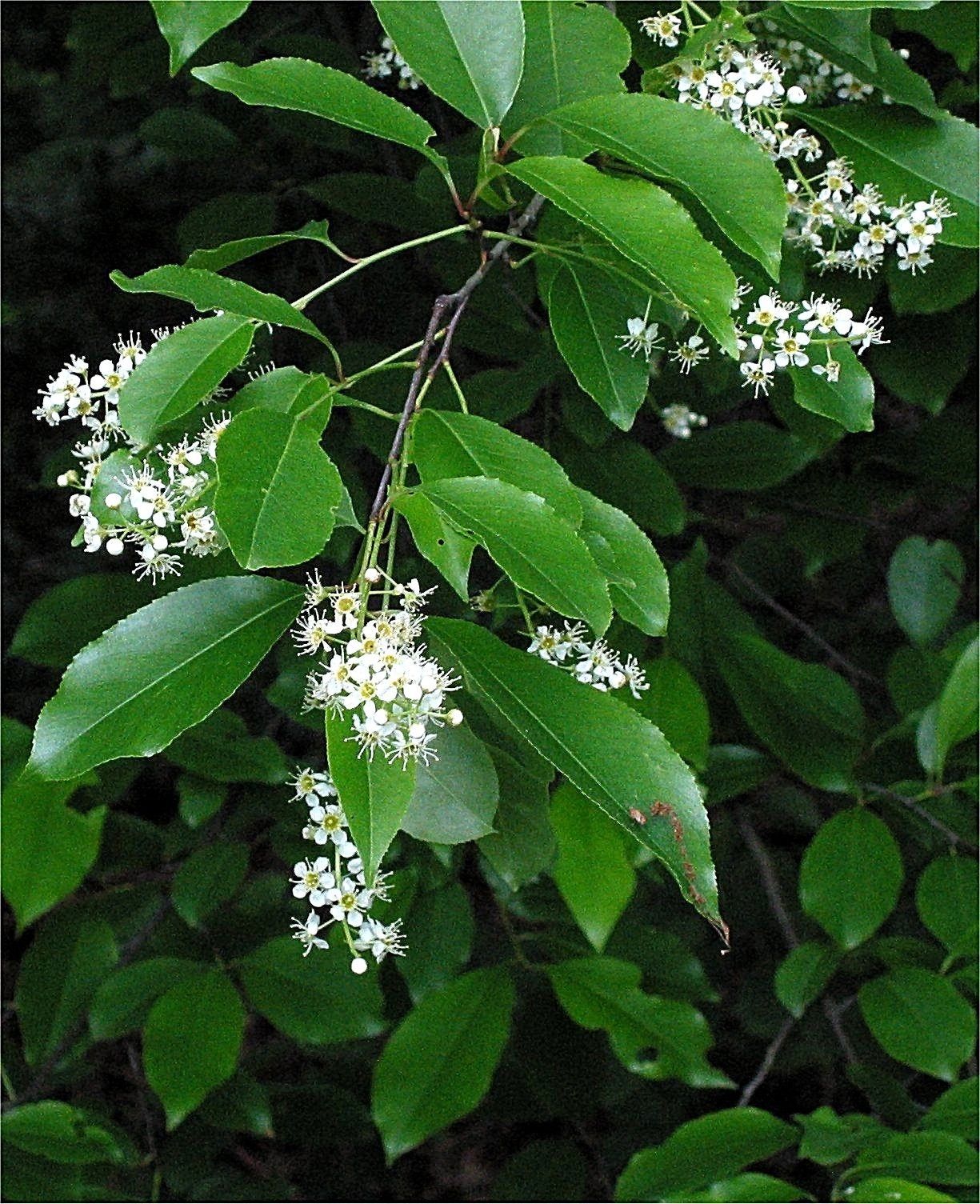 2 LIVE PLANTS WILD BLACK CHERRY TREE SEEDLINGS 1 ft PRUNUS SEROTINA EDIBLE FRUIT