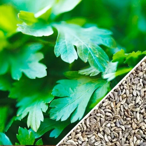 100+ Italian Giant Parsley Seeds, Organic, Heirloom, FREE SHIPPING