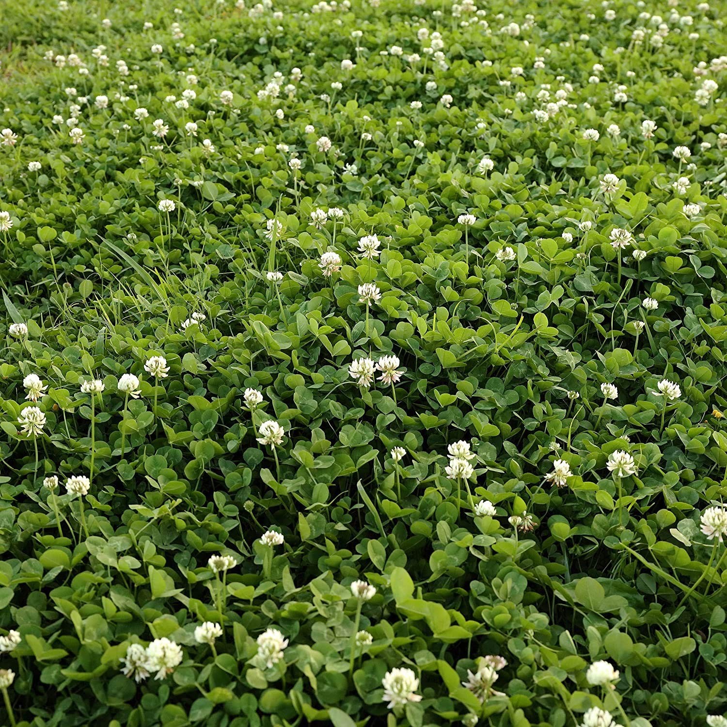NitroCoated White Clover Seeds, Inoculated, 1 lb for Lawn and Garden