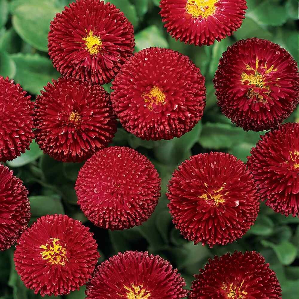 200+ Dark Red English Daisy Seeds for Garden Planting – USA – FREE SHIPPING!