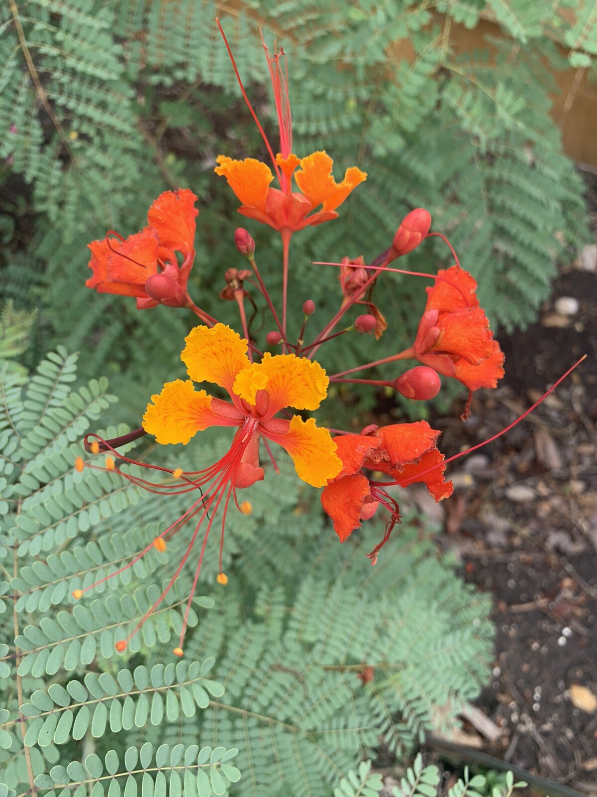 Pride of Barbados  15 seeds