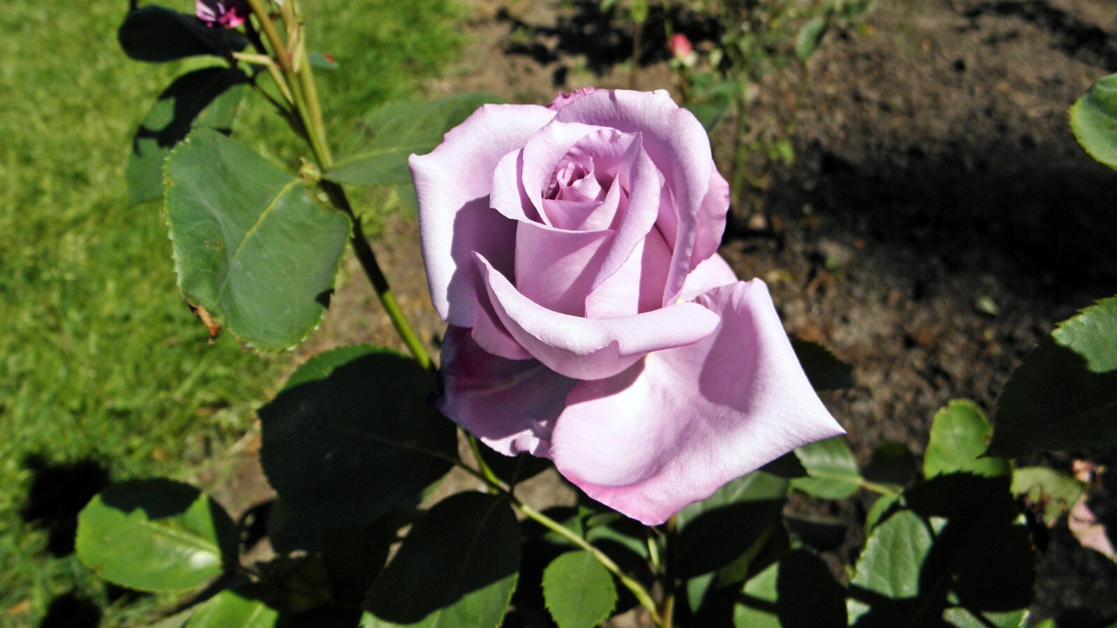 Rose Bush BLUE GIRL 3 Unrooted 6″ Live Flower Plant Cuttings Shrub Bush AWARDED
