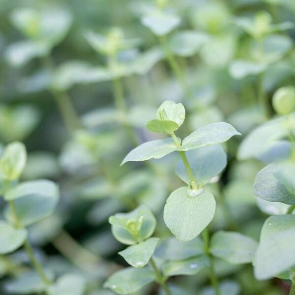 Live Herb Plants, Well-rooted Plugs Well-rooted Starter Plants For SALE