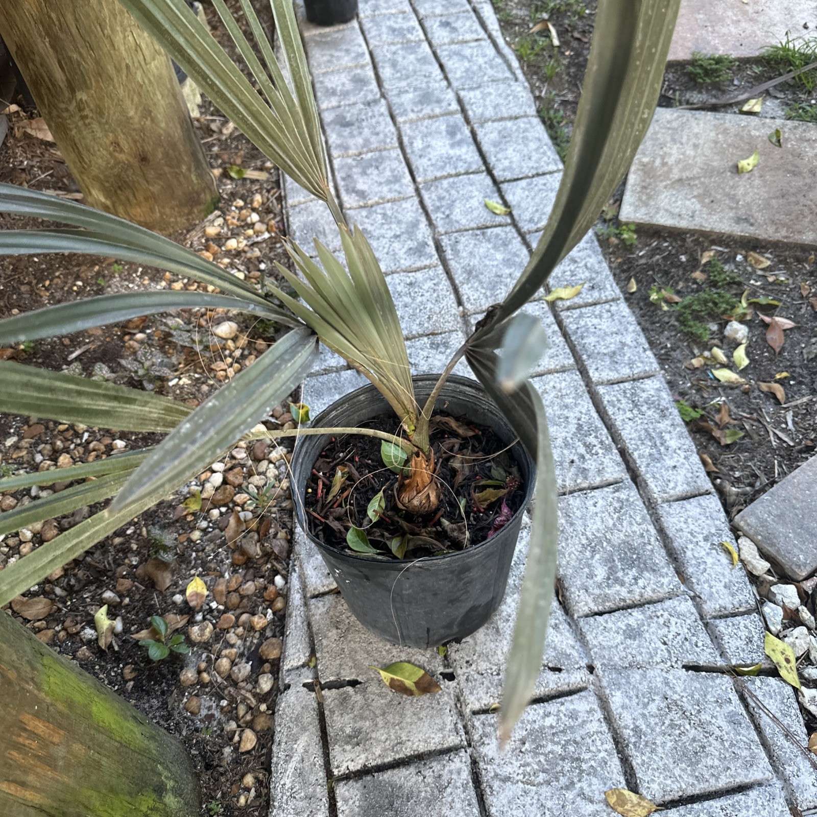 Silver Bismarck Palm – Live Plant in a 5 Gallon Growers Pot – Bismarckia Nobilis