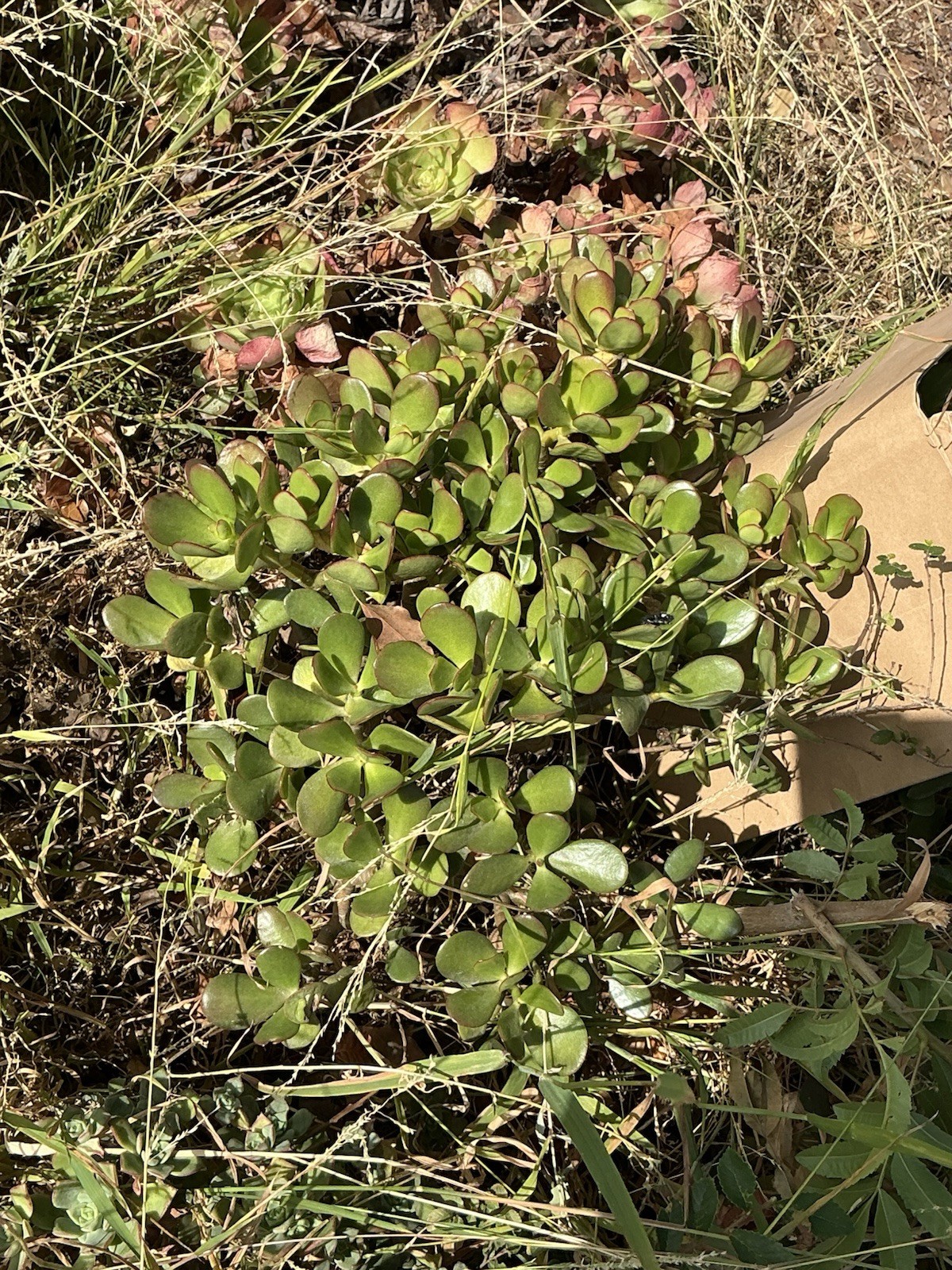 healthy jade plant with roots, Around 18” tall, rooted