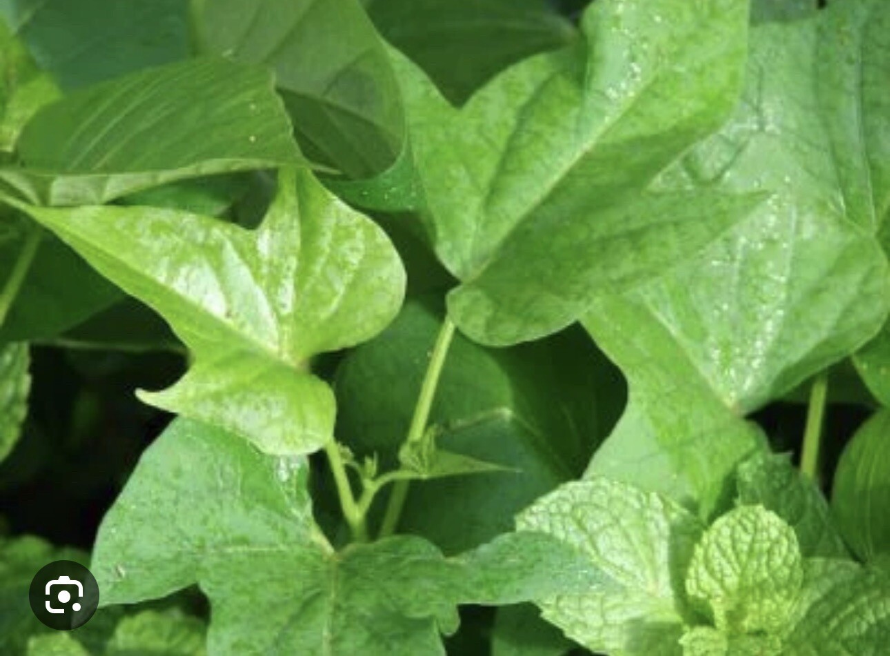 5 Rooted Purple Sweet Potato Plants With Pot Live Plants Ready To Plant