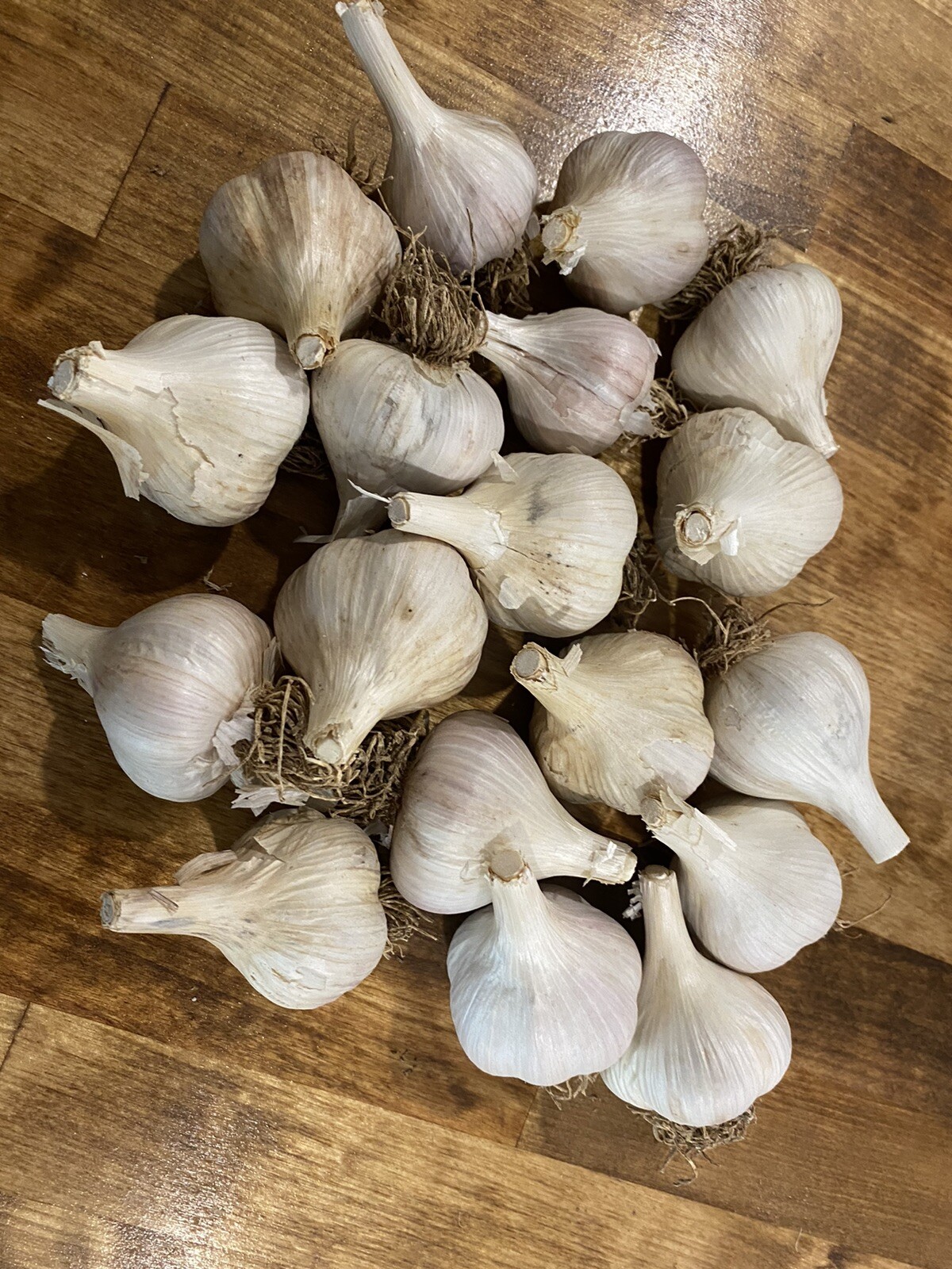 Russian Giants One lb. 15-20 Bulbs Hardneck Garlic Bulbs to Plant or Eat