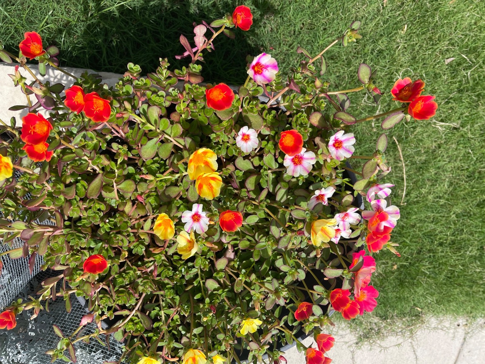10 Ornamental Purslane Cuttings (Flowering ) – Vibrant Blooms – Easy to Grow