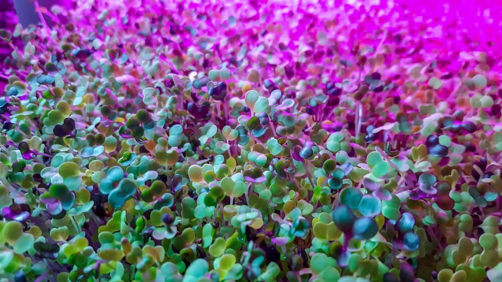 Alfalfa Microgreens Seed for Growing – Easy and Fast Growing, Very Healthy Micro