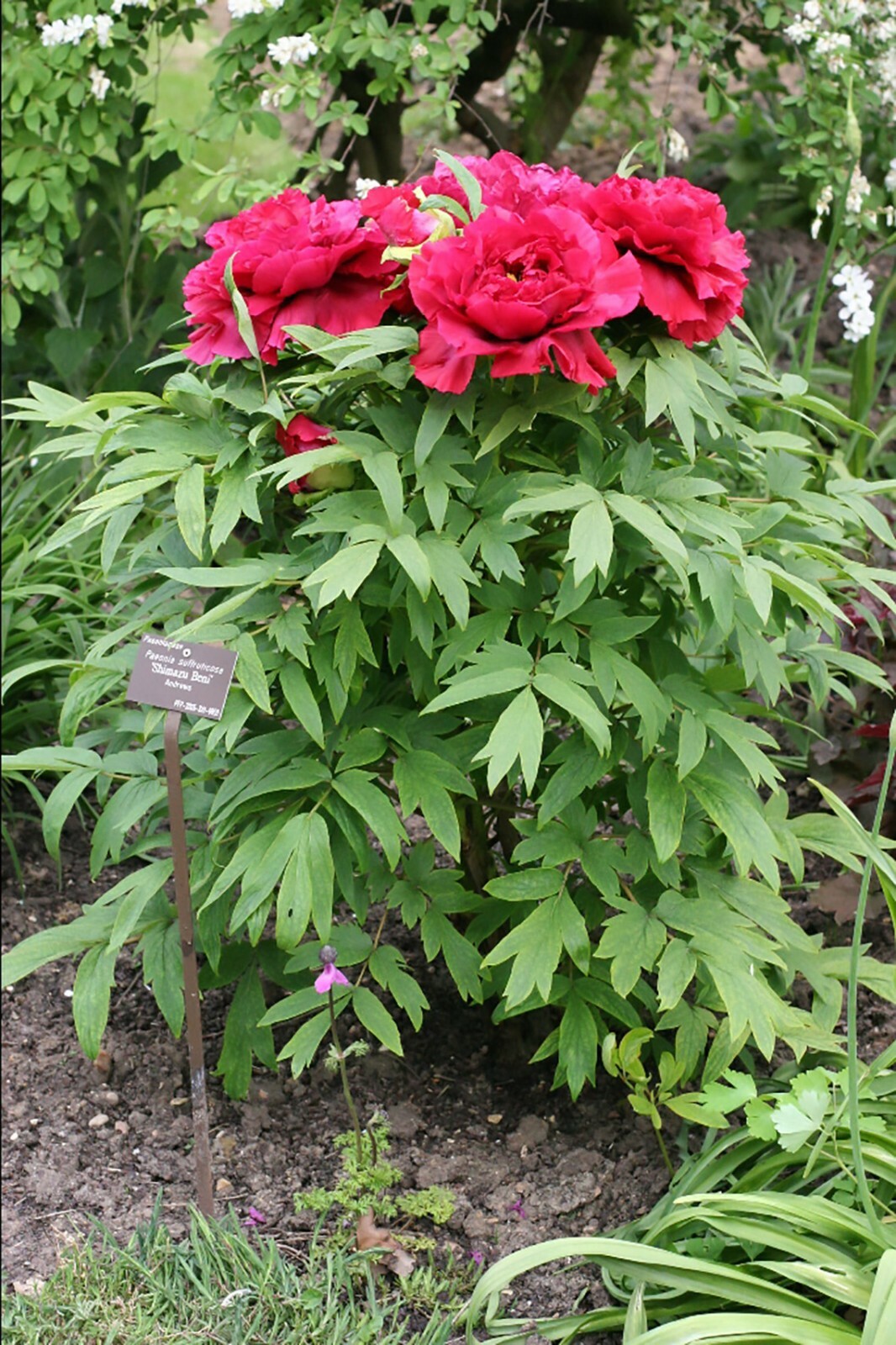 Tree Peony, Paeonia suffruticosa, Seeds