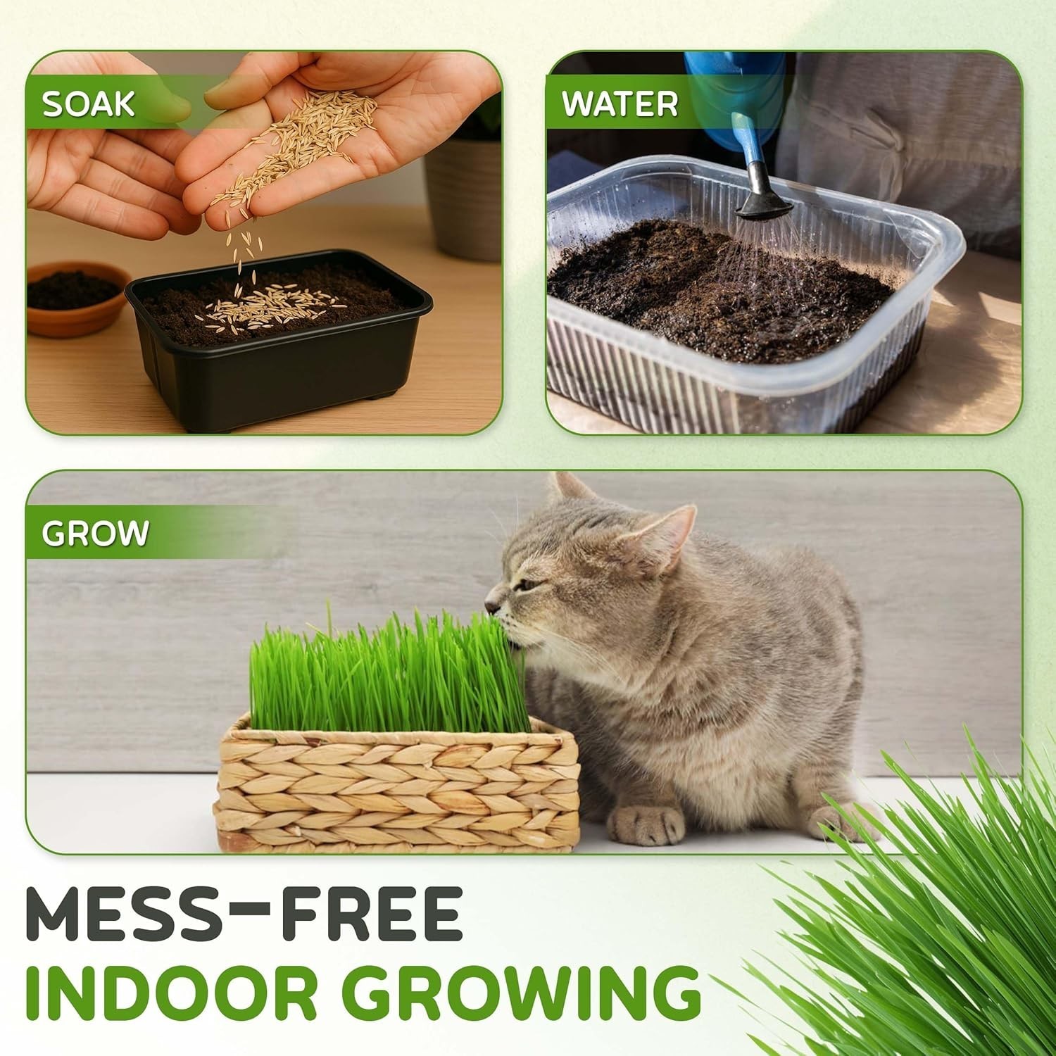 Todd’s 1lb Cat Grass – Easy to Grow, 100% Chemical-Free & Non-GMO for All Breeds