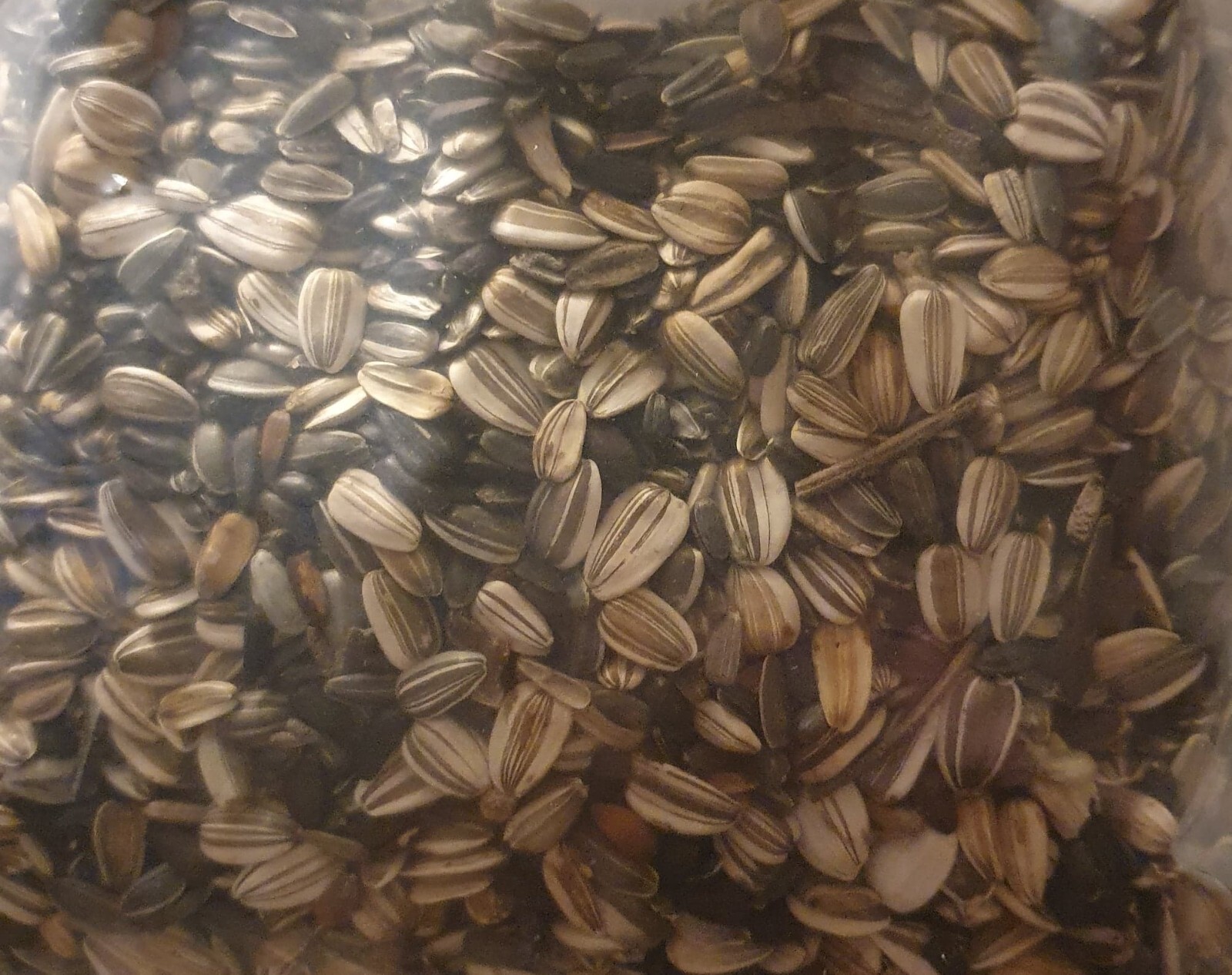 Heirloom Sunny Sunflower Seed Mix – 55 Seeds 2g BUY 2 GET 1 FREE!