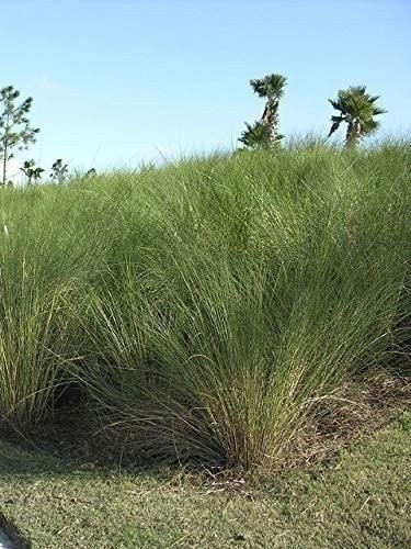 Sand Cord Grass | Live Plants | Spartina Bakeri | Drought Tolerant Low…