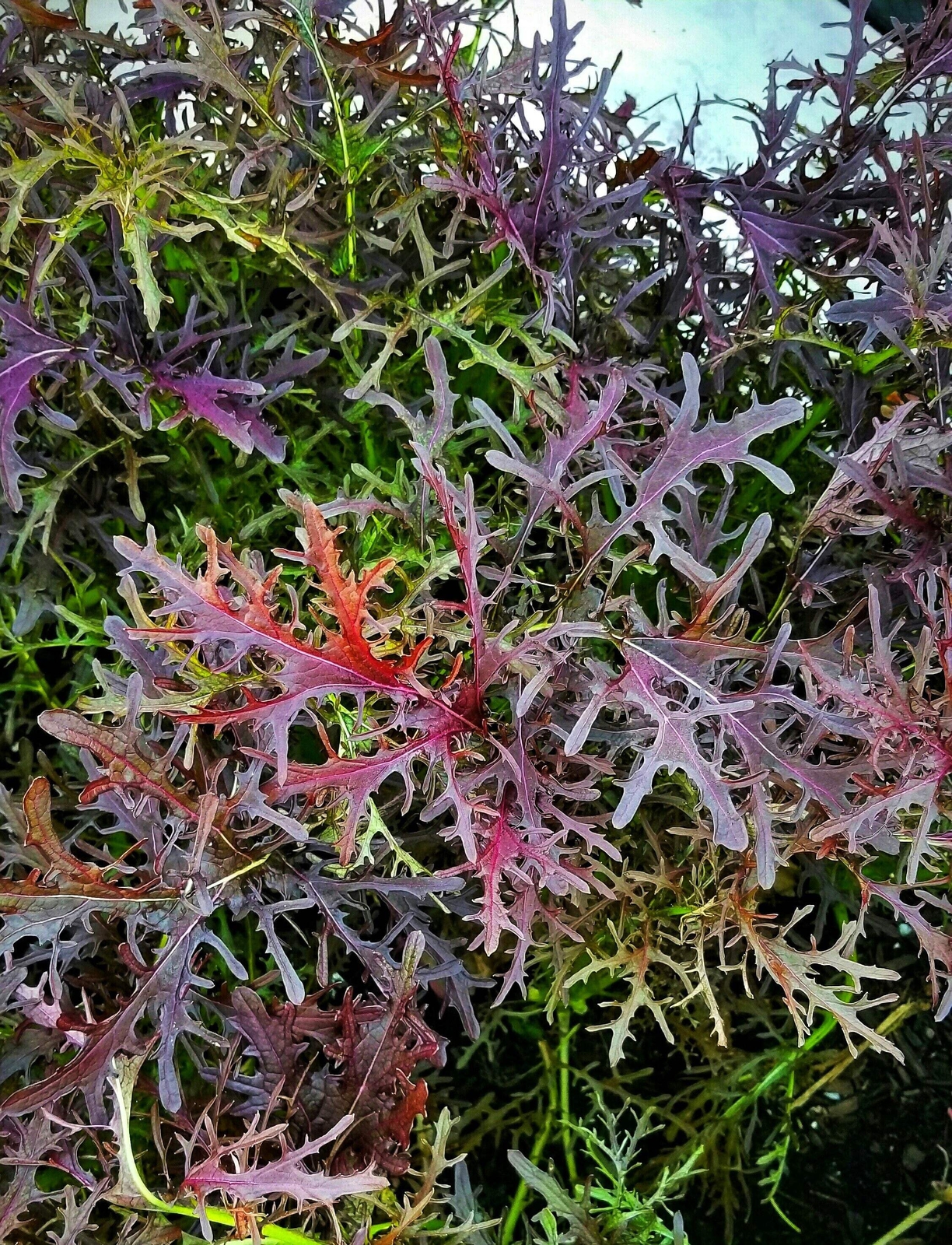 200 RED STREAKED MIZUNA MUSTARD Japanese Greens Brassica Juncea Vegetable Seeds