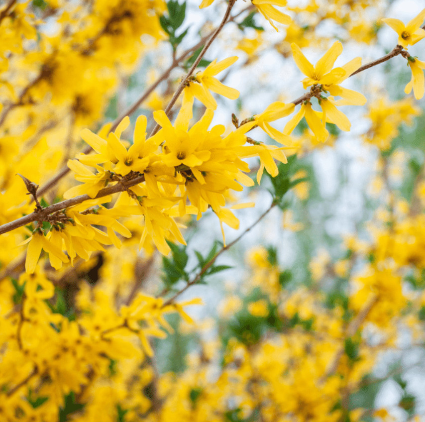 Live Lynwood Gold Forsythia – 4” Pot – Bright Yellow Blooms – Fast-Growing Shrub