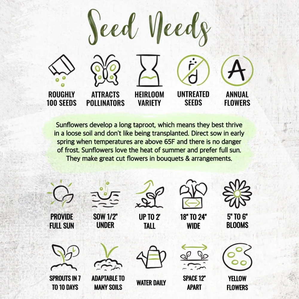 Yellow Pygmy Sunflower Seeds For Planting (Helianthus annuus)