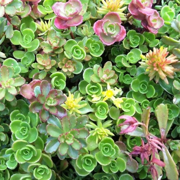 100+ BEAUTIFUL MIXED SEDUM SEEDS – Succulent groundcover USA
