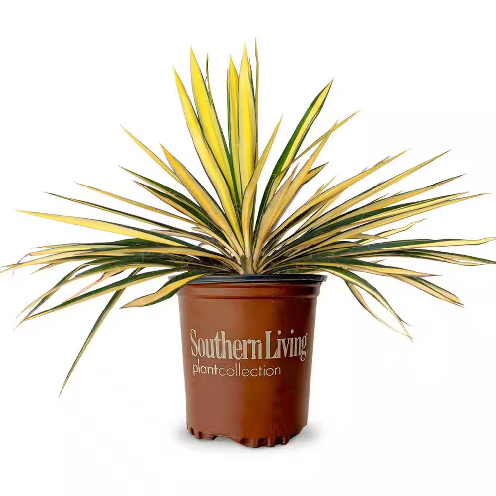 1.5 Gal. Color Guard Yucca (Adam’S Needle) with Variegated Creamy White and Dark