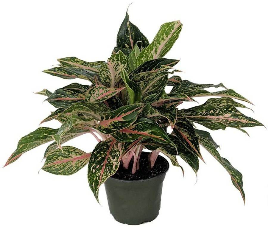 Aglaonema Sarah Sparkling Evergreen Grows In Dim Light Indoors Live Plant 6″ Pot