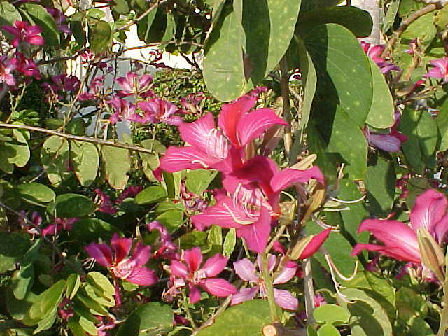 Purple Orchid Tree, Bauhinia Purpurea, Tree Seeds