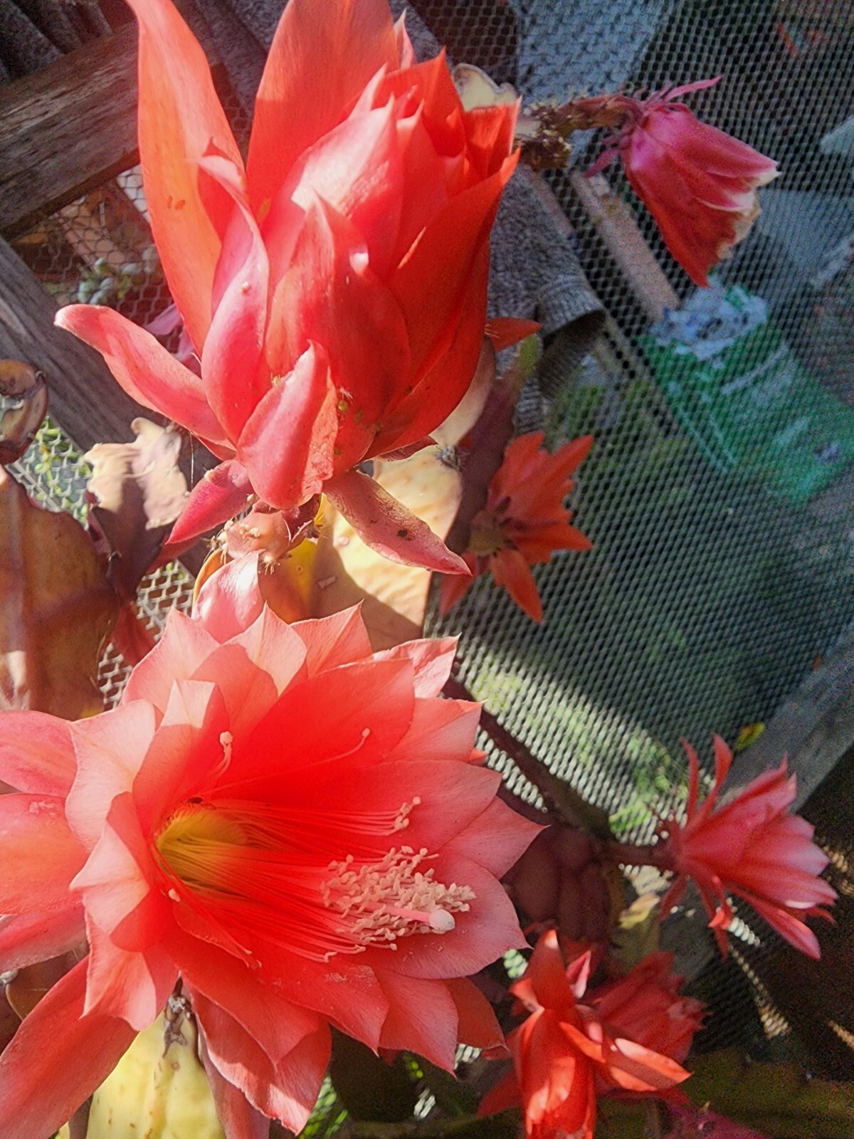 Epiphyllum Oxypetallum (Queen of the Night) Pink, red or yellow Color 6-15″