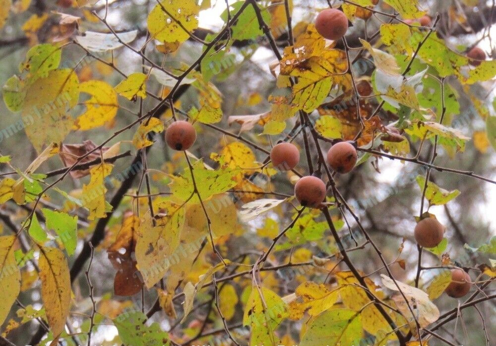 15 American Native Persimmon Tree STRATIFIED Seeds – Diospyros Virginiana