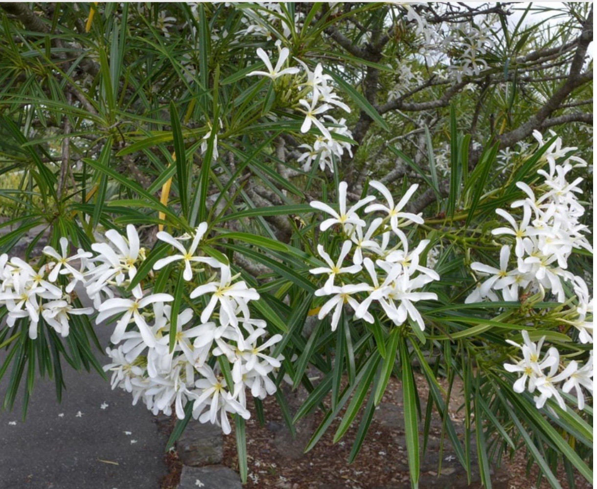 Plumeria Filifolia~Needle Leaf Plumeria~Well Rooted & Grafted Plant~Very Rare!