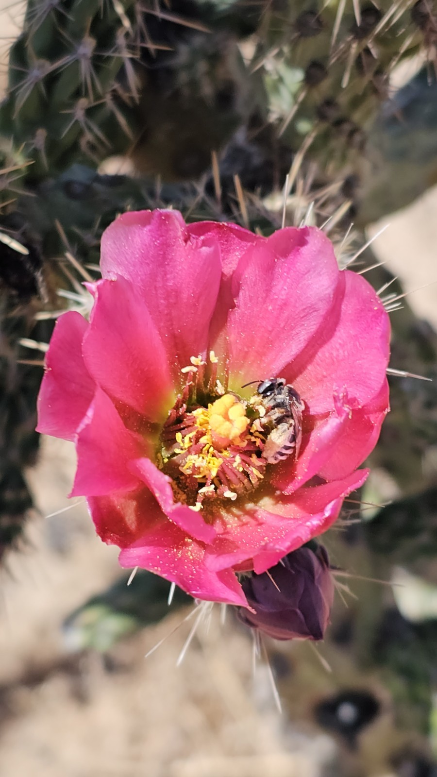 Cylindropuntia Imbricata sbs spinosior (Tree cholla), 3 cuttings 4-6”; 0F Hardy