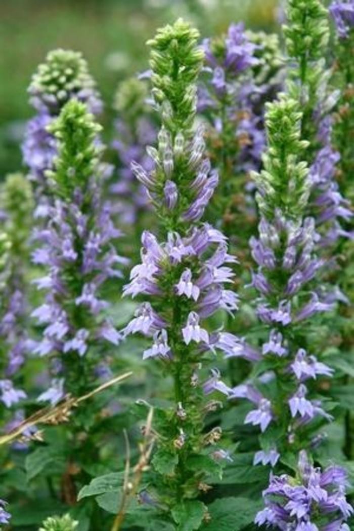 Great Blue Lobelia – Starter Plug-Grown Seedlings (5-Pack)