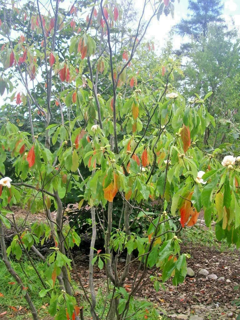 20 FRANKLIN TREE SEEDS – Franklinia alatamaha