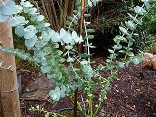 10 Baby Blue Seeds, Silver Leaved Mountain Gum, Powdered Gum, Mountain Silver Se