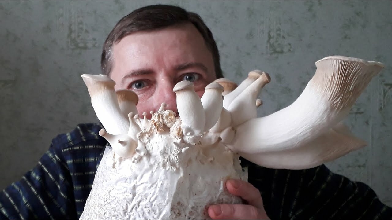 Seeds Oyster Mushroom Royal Mycelium Spawn Dried Spores Organic