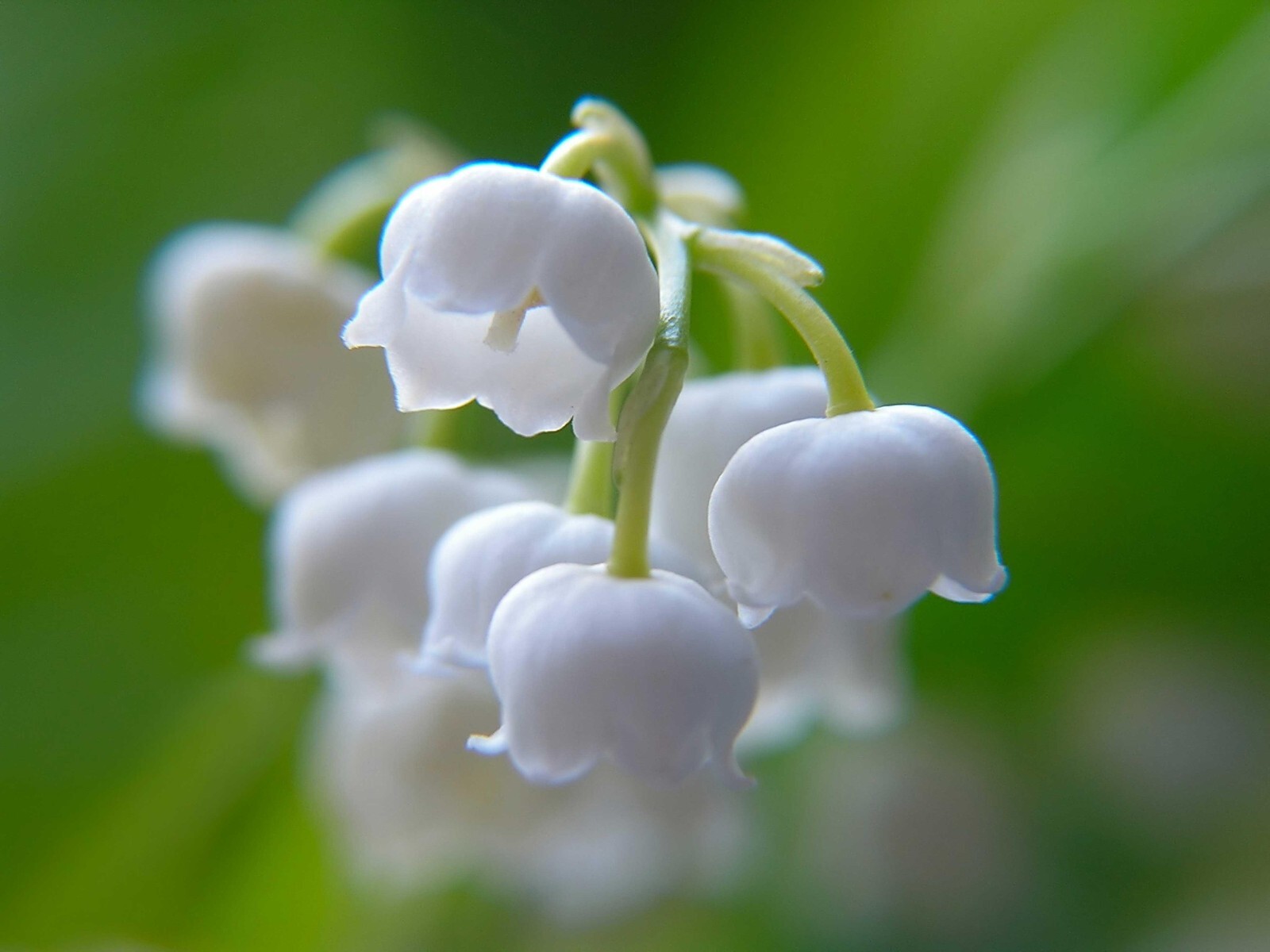 25 Rhizomes (Pips) Lily of The Valley, Convallaria Majalis,May Bells Mary’s Tear