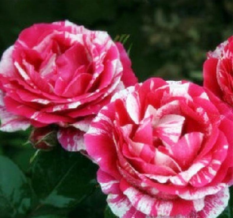 25pc TIGER DRAGON ROSE SEEDS Garden Flower rare exotic USA seller FREE shipping
