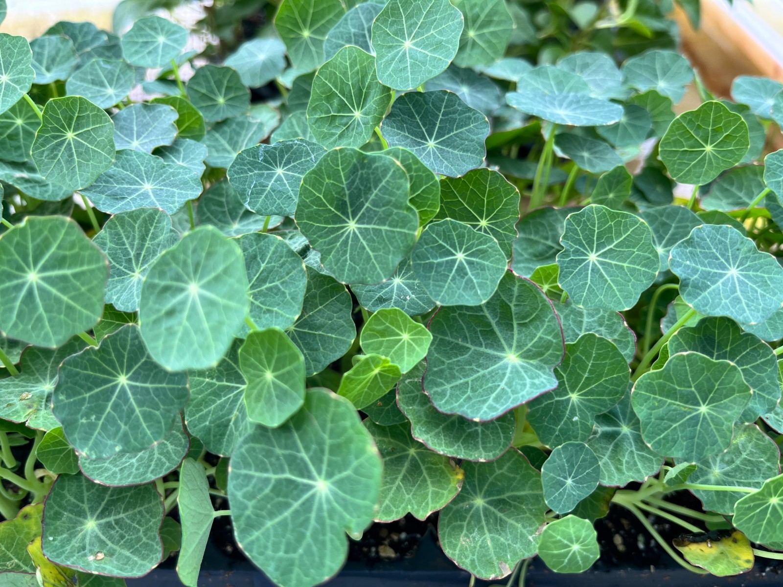 Nasturtium Seedling Plug, Live Plant | Edible Flowers | Fast Growing Garden