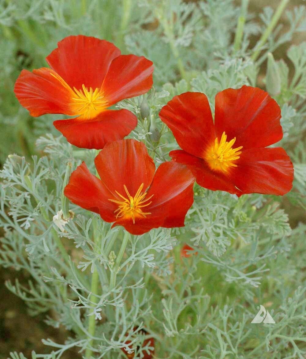 CALIFORNIA POPPY RED CHIEF Eschscholzia cali Pollinators Non-GMO 2000 Seeds!