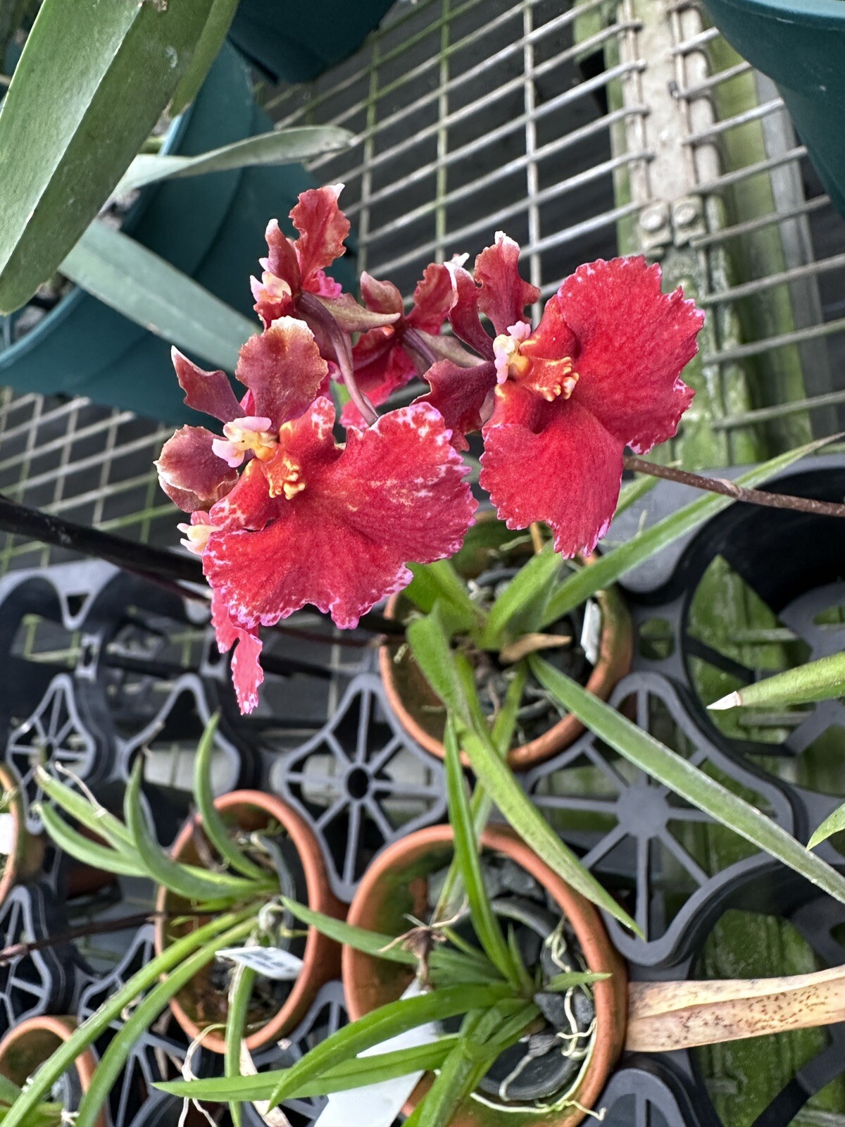 Three Different Tolumnia IN SPIKE! Equitant Orchid Plant Oncidium 3 Plants