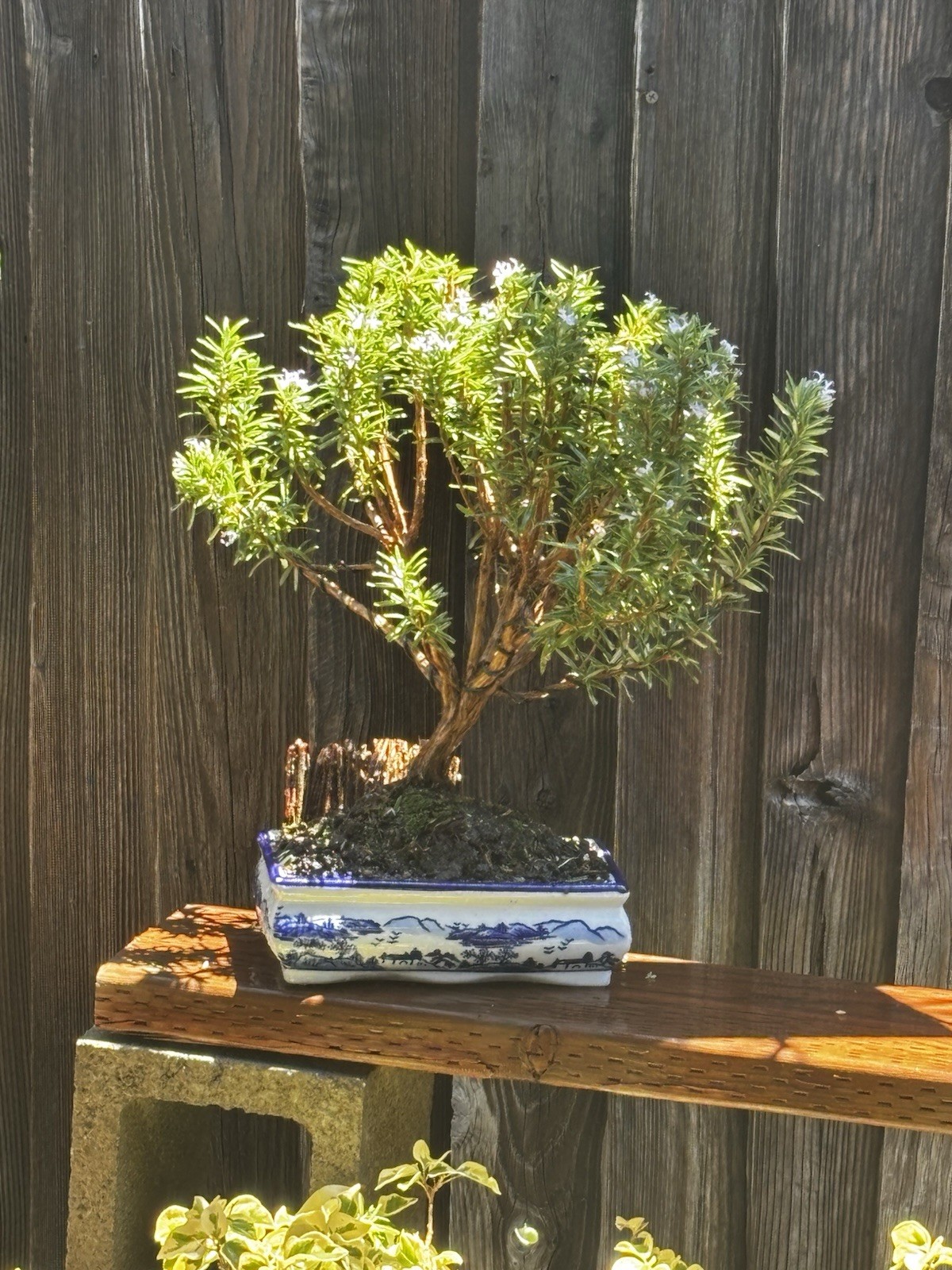16 YEAR OLD XL ROSEMARY BONSAI IN 10” CERAMIC POT