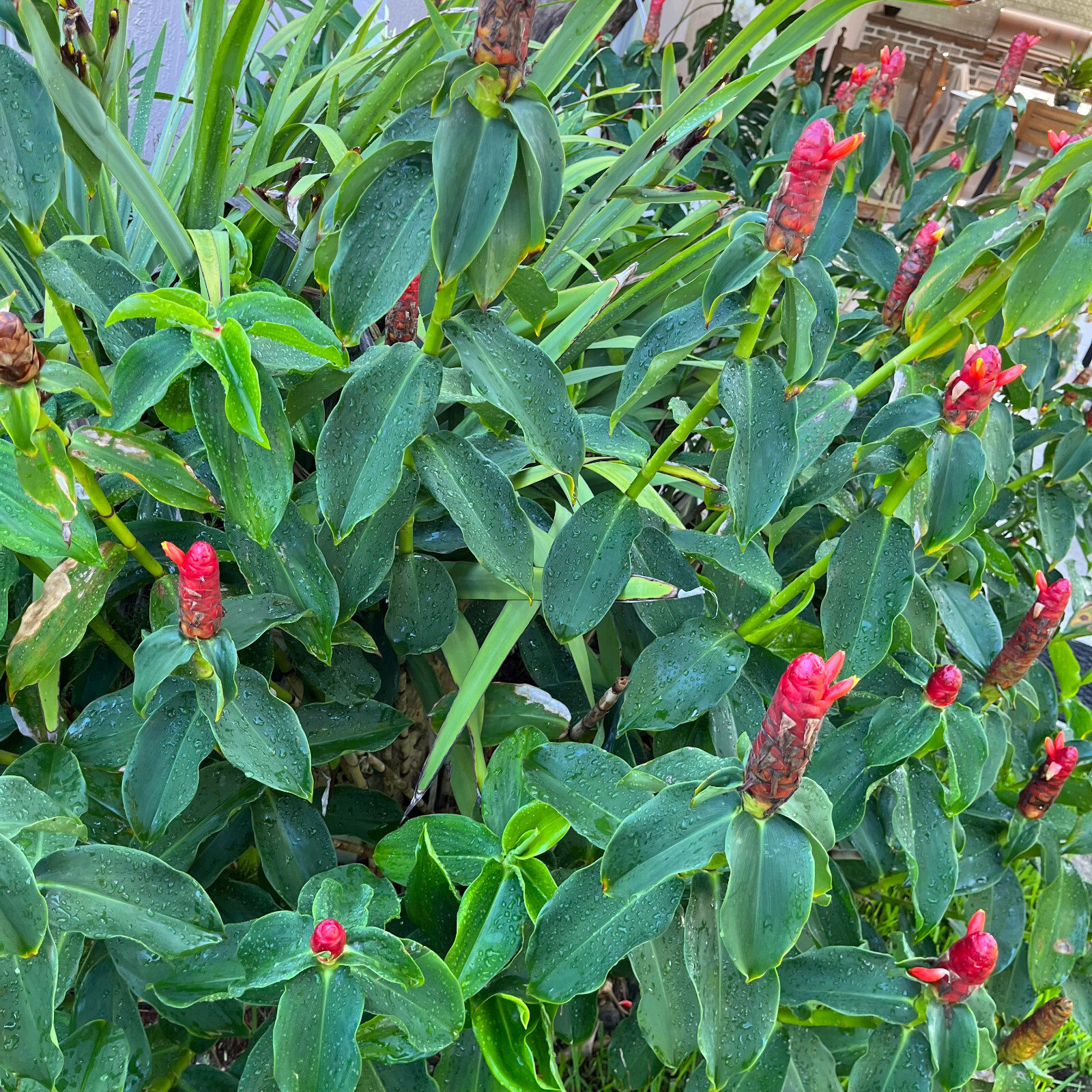 Red Button Ginger – FREE SHIPPING – Costus Woodsonii- 12″- 16″ Tall Plant