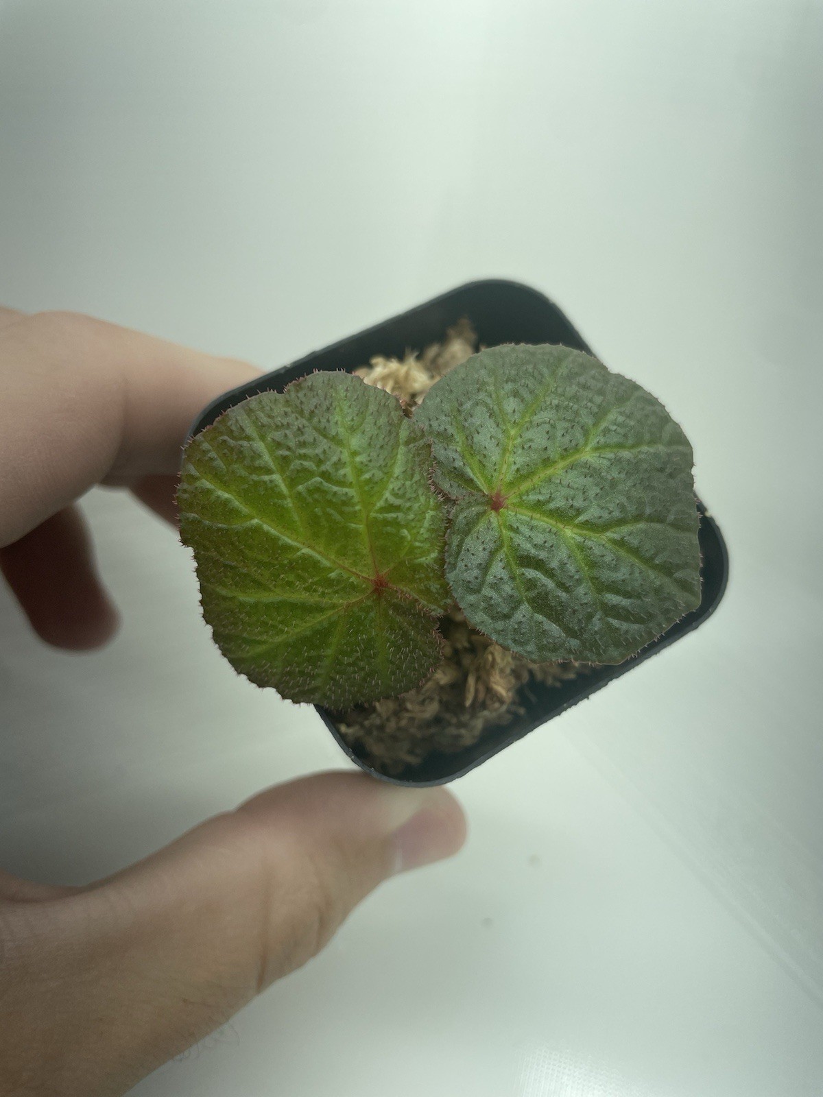 Hybrid Begonia ‘Pig Skin’ 2 Inch Pot (Gets Huge!) [Non Exact]