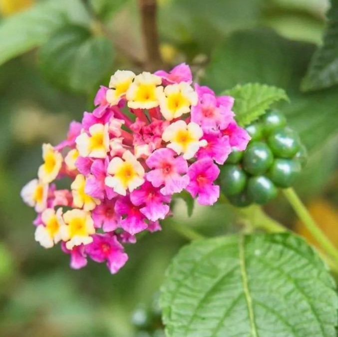 Set 4 Lantana Chapel Hill Pink Huff Plant – 3-5″ Tall – Hardy Plant – Zones 7-11