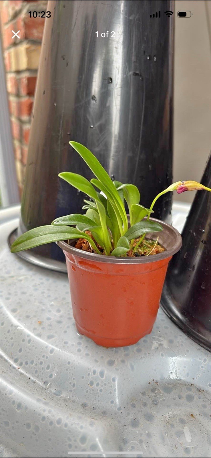 Masdevallia orchid
