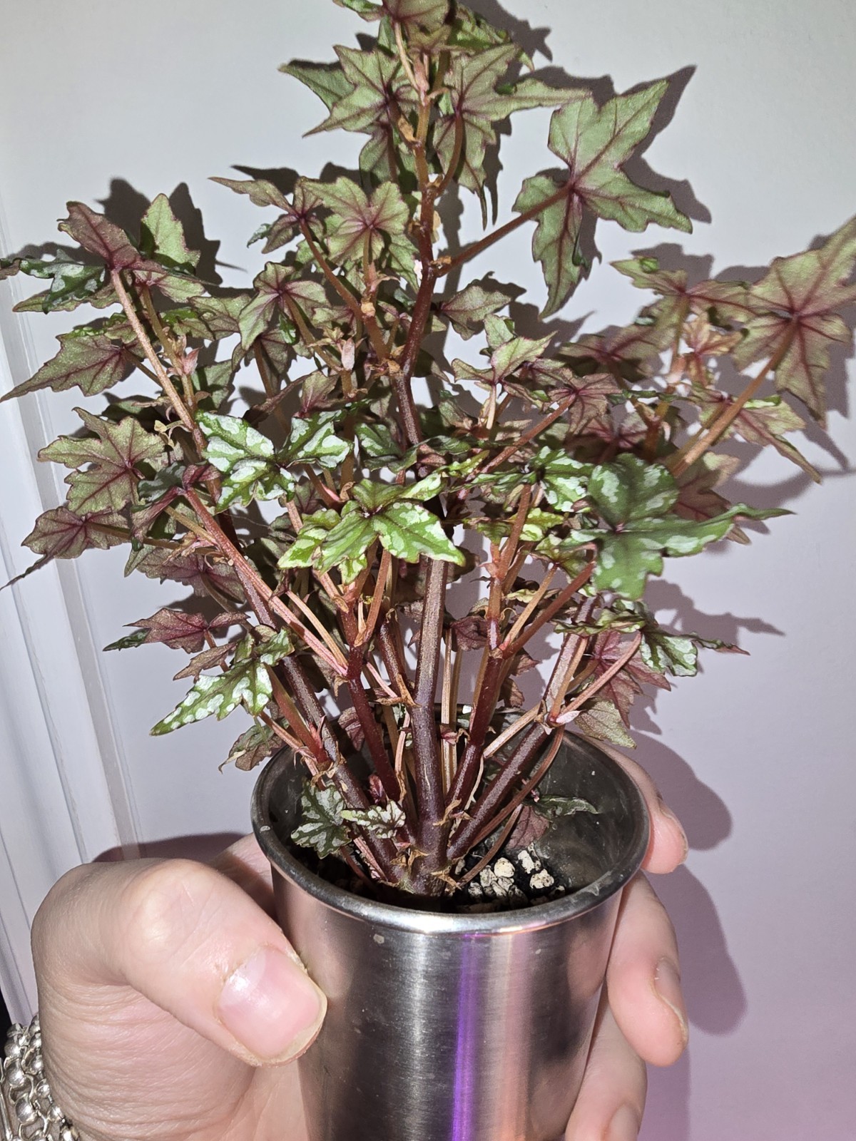 Begonia Dregei Glasgow Live Plant Exact Plant Seed Grown