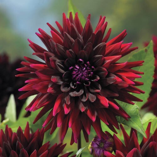 40+ Seeds| Black Narcissus Perennial Dahlia Seeds #D063