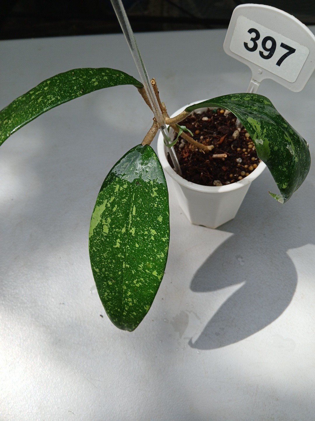 #397- HOYA VIETNAM SPLASH LIVE PLANT, LARGE LEAF,